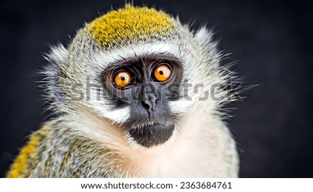 High Detail, Medium Portrait Photo, An vervet monkey on black background. High Quality