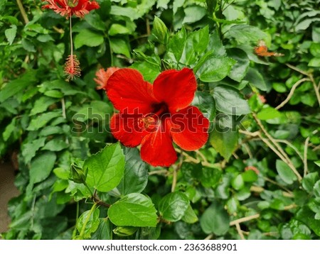 Red flower (Hibiscus rosa-sinensis a.k.a. Chinese hibiscus) surrounded by green leaves