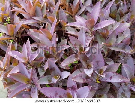 a photography of a bunch of purple plants with green leaves, flowerpots of purple plants with green leaves in a garden.