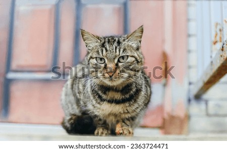 Chinese Li Hua Cat wandering outdoors. Royalty-Free Stock Photo #2363724471