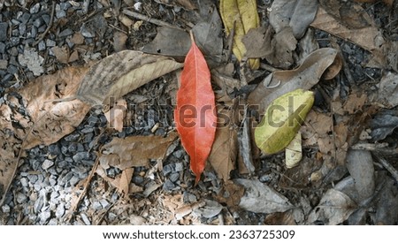 Leaves, colorful leaves, forest, rainforest, fallen leaves on the forest floor.