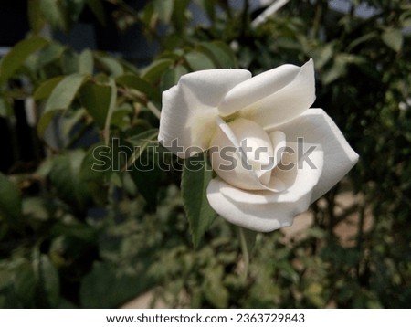 Creative layout made of white Rose and green leaves. Nature concept.