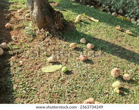 Ripe guava fruit falls on the green grass around the tree.