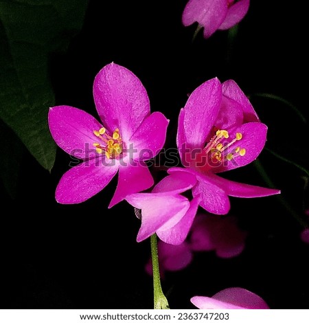Vibrant pink bridal tear flowers on a black background Royalty-Free Stock Photo #2363747203