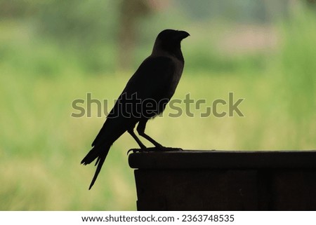 photo closeup of a crow on a piece of wood on the ground searching for food.