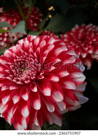 dahlia is a unique flower. it is simple as well as extreme beautiful 