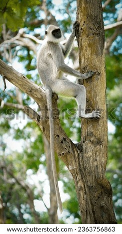 Gray langurs, also called Hanuman langurs and Hanuman monkeys, are Old World monkeys native to the Indian subcontinent