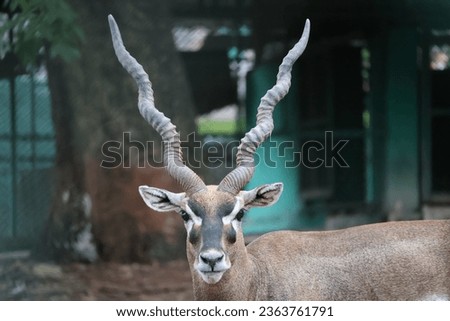 A picture of Blackbuck deer found in Zoo
