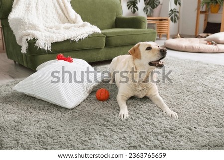 Cute Labrador dog lying on carpet in living room and playing with pet toys