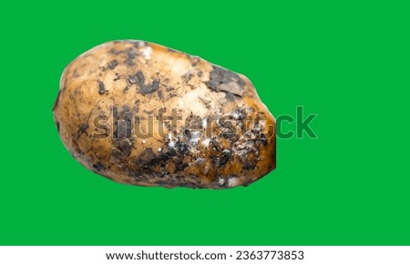 Rotten Potato on Green Screen. spoiled potato isolated.