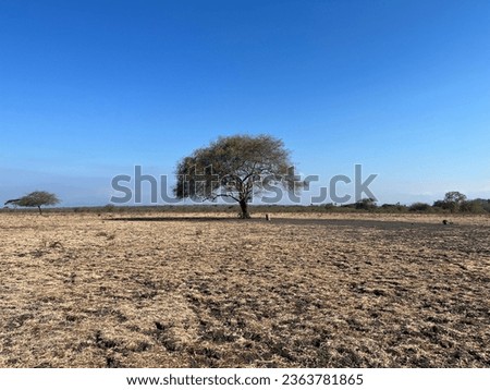 Single tree on the savana