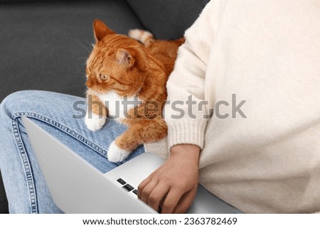 Woman working with laptop at home, closeup. Cute cat sitting on sofa near owner