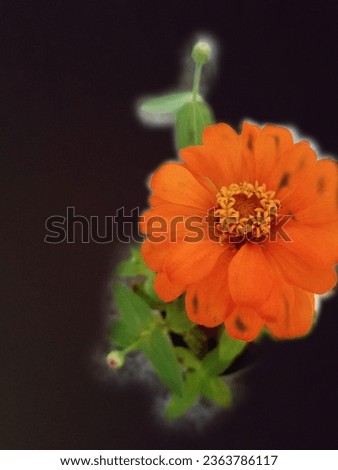 Natural picture of zinnia flower 