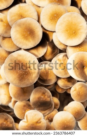 A variety of mushrooms of the species Psilocybe cubensis Argentina, caps.  View from above