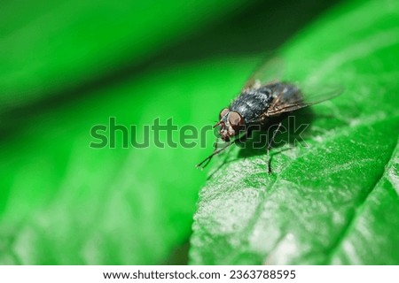 Blowfly, carrion fly, black fly sitting on a green leaf close up. Natural background. Royalty-Free Stock Photo #2363788595