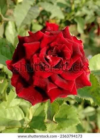 High red color flower blossom Rose , in garden with nature background 
