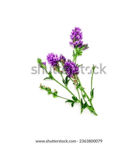 Bouquet of alfalfa plants with flowers on a white background.Forage grass for pets. Royalty-Free Stock Photo #2363800079