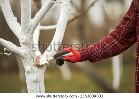 Close up of gardener in plaid shirt whitewashing tree trunk. Male in gloves brush holding, standing, taking care of plants in spring. Concept of plants growing and nature. Royalty-Free Stock Photo #2363804303