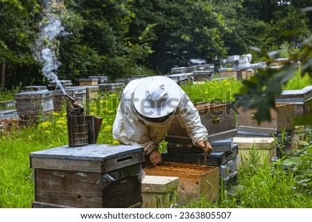 Beekeeper working in the apiary with protective suit and a bee smoker on the beehive. Apiculture or beekeeping background photo.