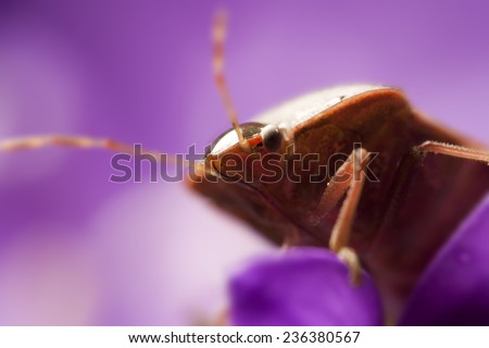 Macro view of bedbug