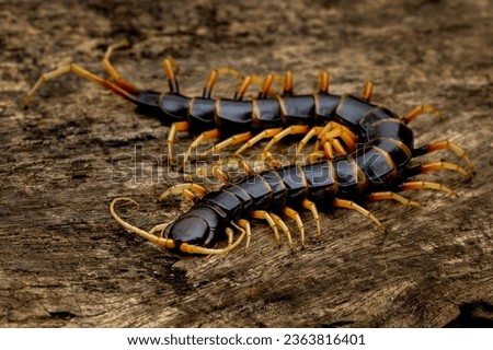 Scolopendra subspinipes piceoflava is a species mostly very large centipedes. Royalty-Free Stock Photo #2363816401