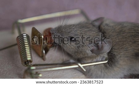 House Mouse Trapped in Spring Bar Mousetrap Royalty-Free Stock Photo #2363817523