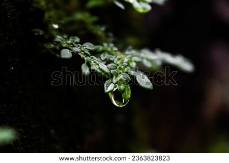 A Raindrop clinging to a Leaf