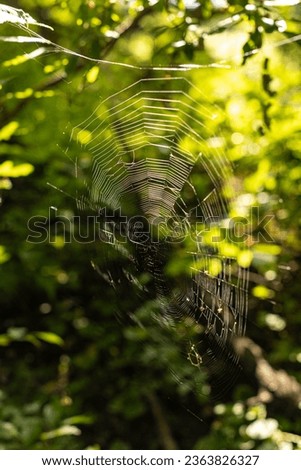 A spider web in a dark but sunny forest