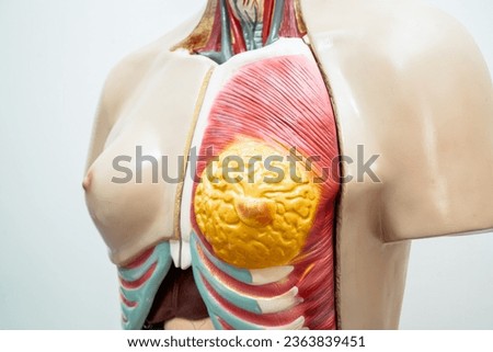 Human breast model anatomy for medical training course, teaching medicine education. Royalty-Free Stock Photo #2363839451