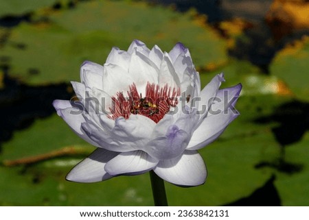 Nature Photograph With Close-Up Of Lotus Water Lily In Pond