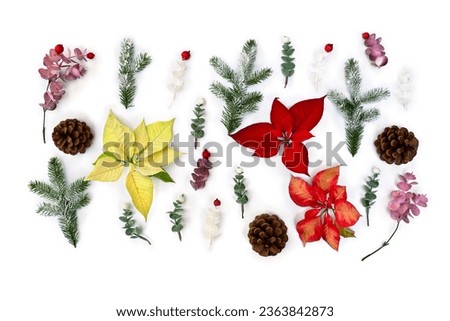 Christmas decoration. Flowers of white yellow and orange red orange poinsettia, branch christmas tree, berries mistletoe, cone, red berries on white background. Top view, flat lay