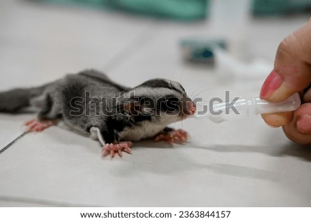 A babysitter is giving milk to a newborn sugar glider Royalty-Free Stock Photo #2363844157