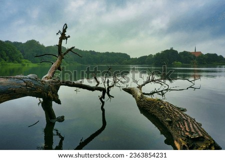 Trees photographed in Lake Bordesholm
