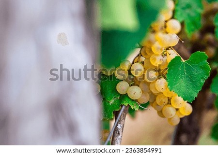 Beautiful ripe grape bunch on a grapevine