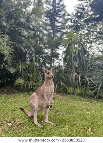 Kangaroo is the World’s larger hopping animal