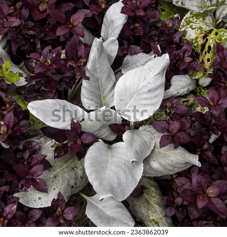 Senecio candicans, commonly known as angel wings and sea cabbage, is a succulent flowering plant Royalty-Free Stock Photo #2363862039