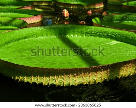 Huge floating lotus, Giant Amazon water lily. Victoria Regia leaf. Royalty-Free Stock Photo #2363865825