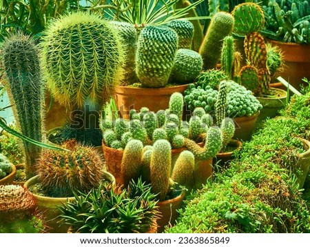 Bunch of cacti. Green cactus wildflowers in spring. Vertical gardening for cactus and desert plants in the field.