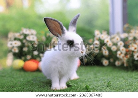 Lovely bunny easter fluffy baby rabbit with colorful easter eggs on green garden with daisy flowers nature background on sunny warmimg springtime day. Symbol of easter day festival. summer season.