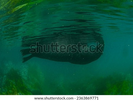 Closeup Picture of New Zealand Fur Seal (Arctocephalus forsteri) Underwater of NZ Tasman Sea, South Pacific Ocean.