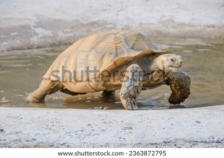 The African spurred tortoise (Centrochelys sulcata), also called the sulcata tortoise, is an endangered species of tortoise inhabiting the southern edge of the Sahara Desert Royalty-Free Stock Photo #2363872795