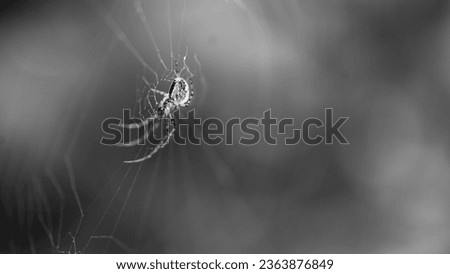Black and white picture of little spider hanging On his web.