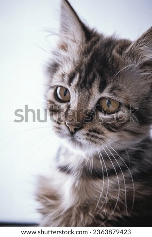 Tabby Kitten with Sad Eyes