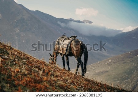 A horse grazing in the mountains