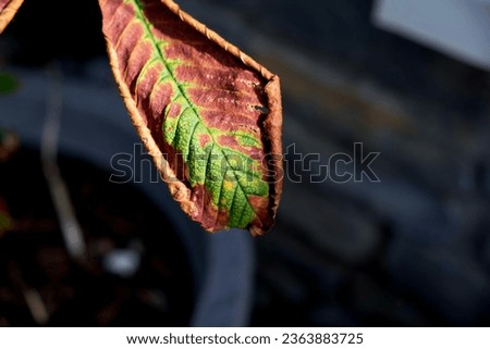 Chestnut tree leaf withering, green and brown