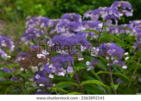 Foreground lilac blue colors of the flowering hydrangea aspera glendoick late, leading to a blurred background