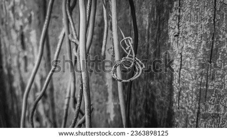 An old wire hangs on a wooden shed.