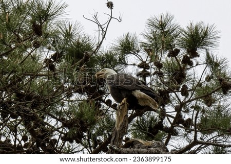 Eagle sitting in a pine tree