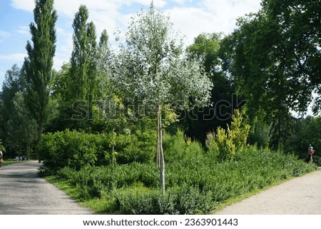 Populus alba tree growing in Sanssouci Park in July. Populus alba, silver poplar, silverleaf poplar, or white poplar, is a species of poplar. Potsdam, Germany Royalty-Free Stock Photo #2363901443