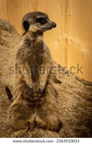 A young meerkat, or suricate, stands alert on sandy ground, its face a picture of watchful duty. The contrast of its brown fur and yellow surroundings captures the essence of African desert life, wher